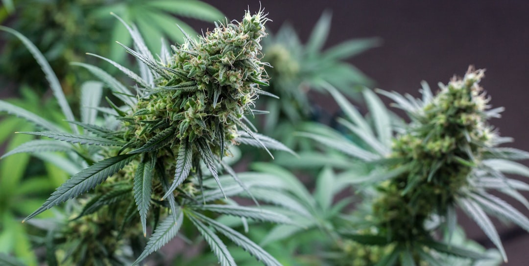 Exploring the Benefits of 3.5 Weed: A Comprehensive Guide