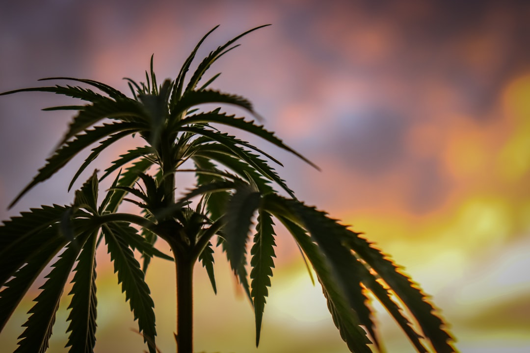 Exploring the Benefits of 3.5 Weed