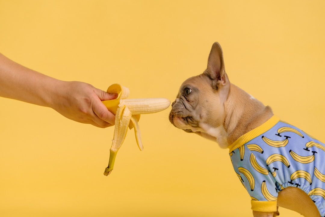Nulo: The Ultimate Solution for Your Pet’s Nutritional Needs