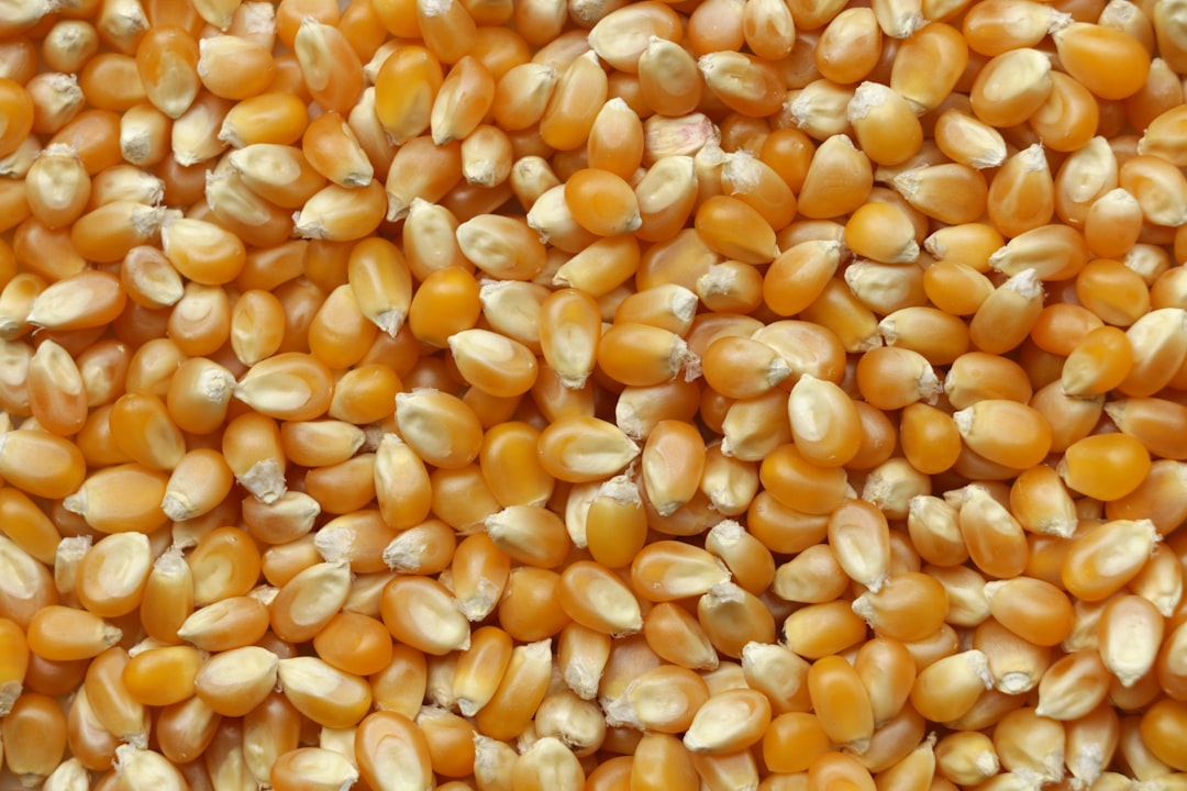 Discover the Benefits of Kamut Flour
