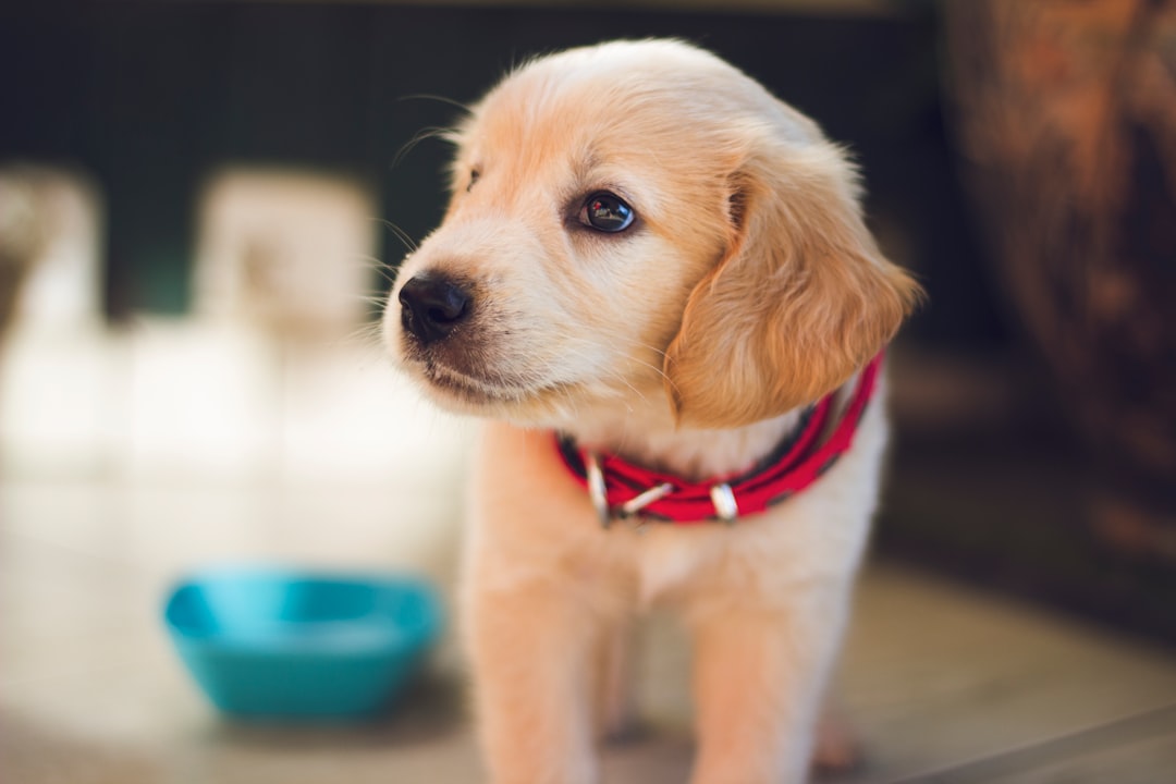 The Importance of the DA2PP Vaccine for Dogs